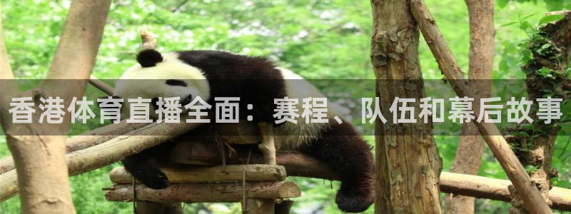 香港体育直播全面：赛程、队伍和幕后故事