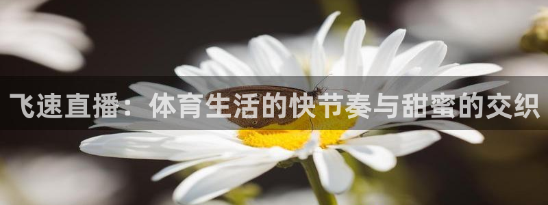 飞速直播：体育生活的快节奏与甜蜜的交织