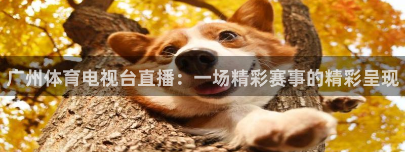 广州体育电视台直播：一场精彩赛事的精彩呈现